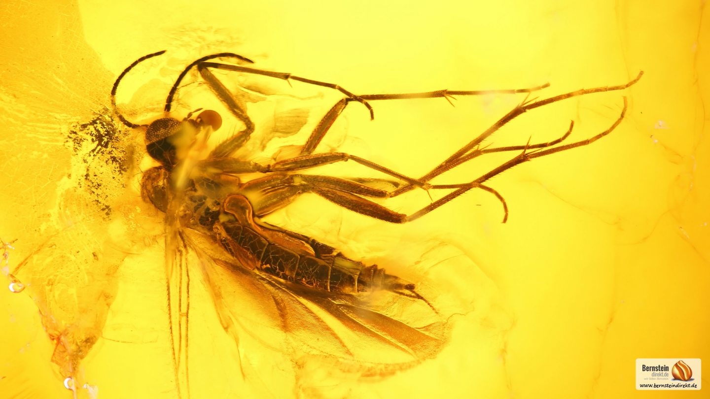 Mücke als Inkluse, Mücke als Einschluss im Baltischen Bernstein